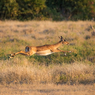 South Luangwa - Jumping impala